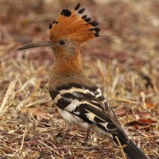 65663_88756fd0f22a45021cc36fd4ffdbae77_mdsq - BIRDS