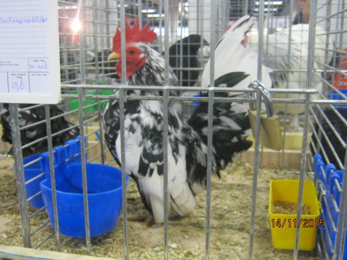 IMG_4475 - Euroshow METZ 2015