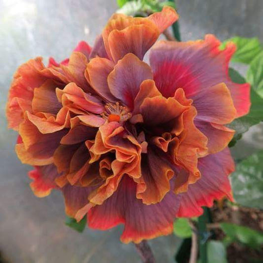  - Hibiscusi deosebiti