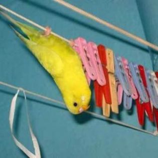 65745_0b6f202498bbdf313d4e03a72ea0a199_mdsq - BIRDS
