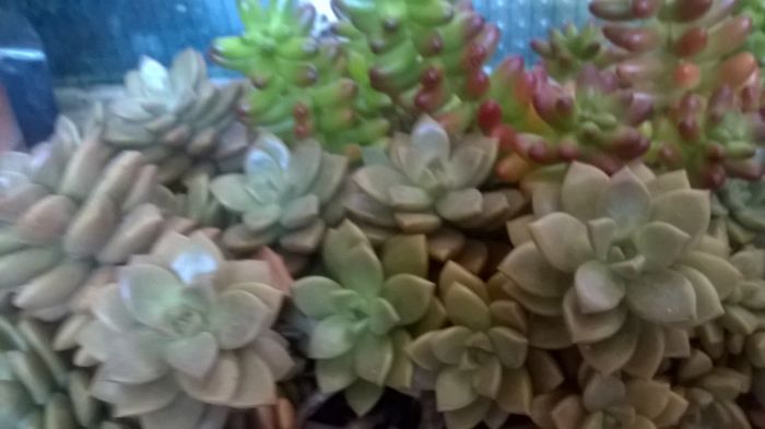 WP_20151112_13_31_49_Pro - Cactusi si suculente 2015