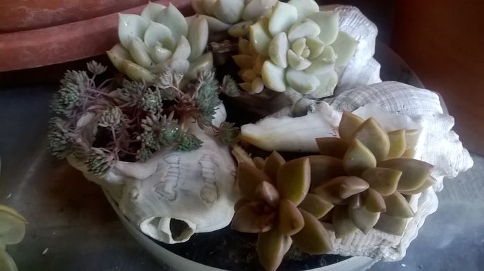 WP_20151112_13_32_25_Pro - Cactusi si suculente 2015
