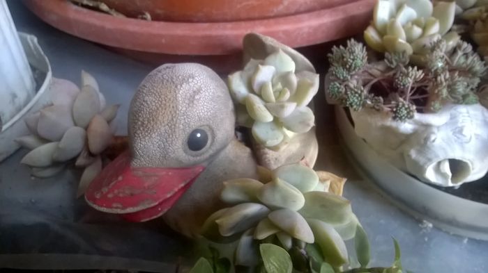 WP_20151112_13_32_36_Pro - Cactusi si suculente 2015