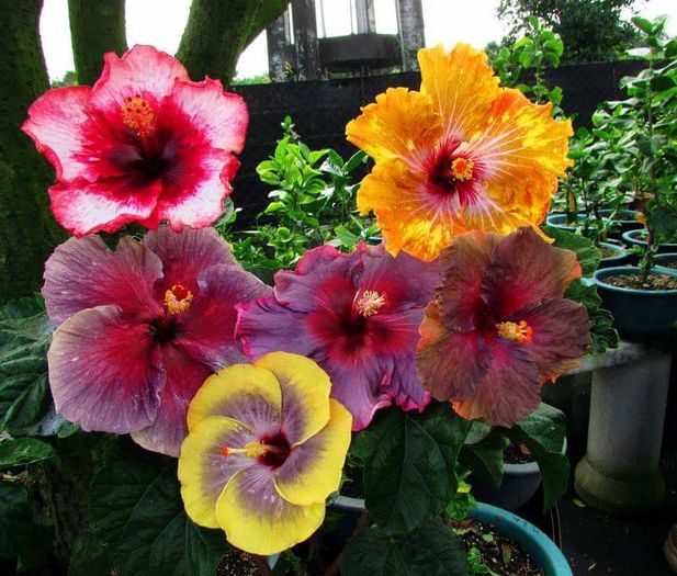  - Hibiscusi deosebiti