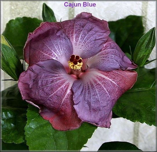  - Hibiscusi deosebiti