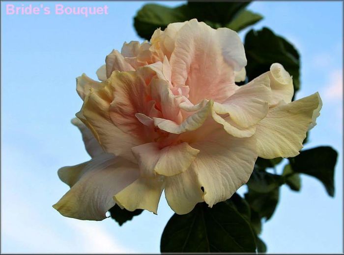  - Hibiscusi deosebiti