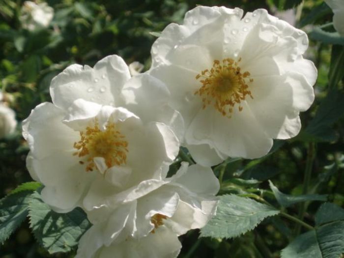 Rosa Alba Semi Plena[1]