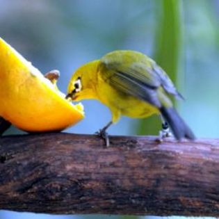 65838_048953624b7ae45b1b5635113aa94d1f_mdsq - BIRDS