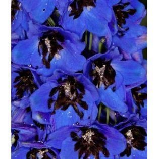 delphinium-cultorum-magic-fountain-dark-blue-black-bee- - PLANTSHOP