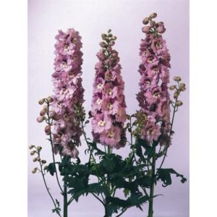 delphinium-x-cultorum-magic-fountain-cherry-white-g-9 - PLANTSHOP