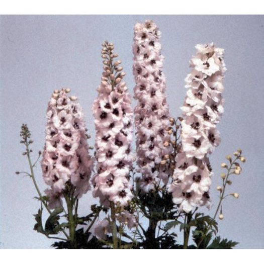 delphinium-x-cultorum-magic-fountain-white-dark-bee-g-9