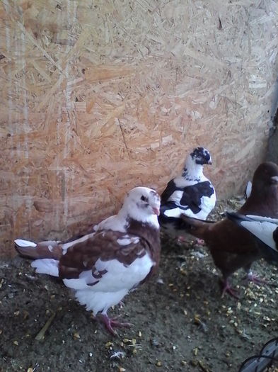 IMG_20151123_094405 - Copy - Copy - Copy