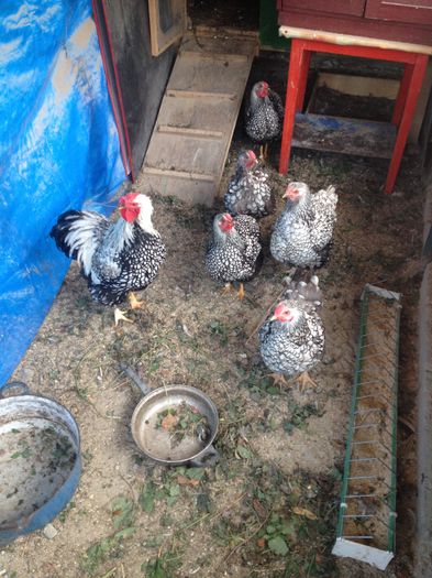 image - Matca Wyandotte argintiu dantelat