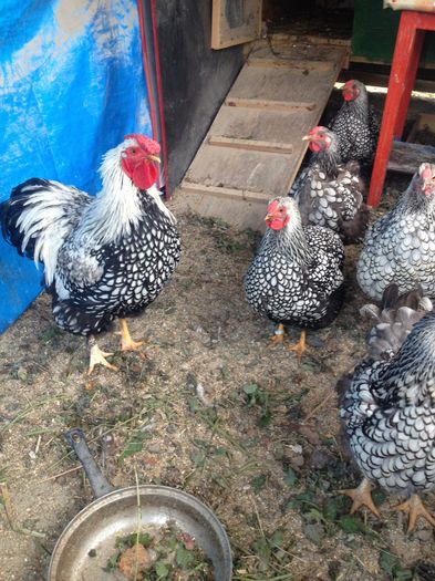 image - Matca Wyandotte argintiu dantelat