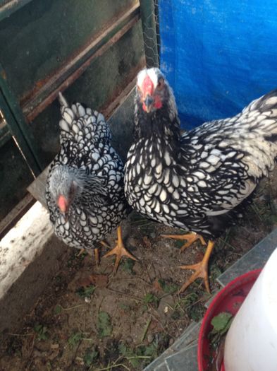 image - Matca Wyandotte argintiu dantelat