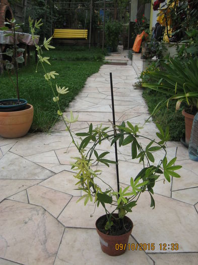 Picture 4727 - Passiflora caerulea