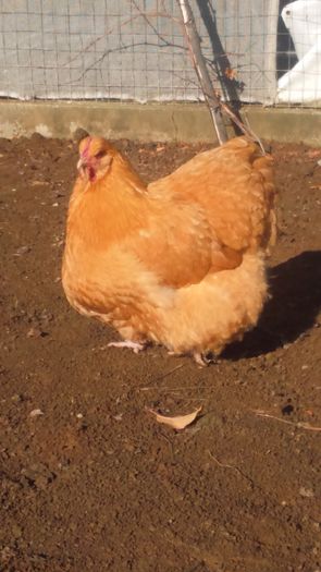 630 - 0 ORPINGTON GALBEN 2013-2018