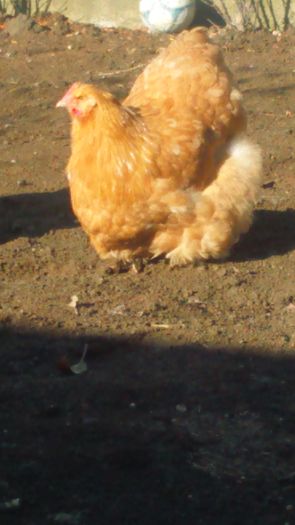 708 - 0 ORPINGTON GALBEN 2013-2018