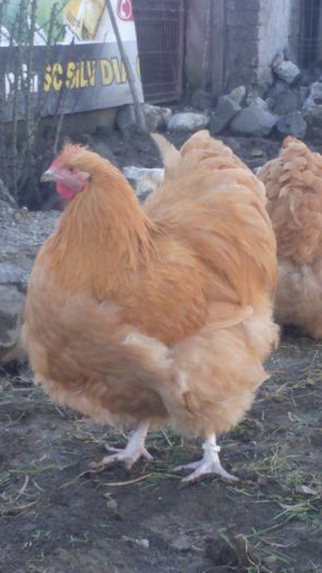 nr3 - 0 ORPINGTON GALBEN 2013-2018