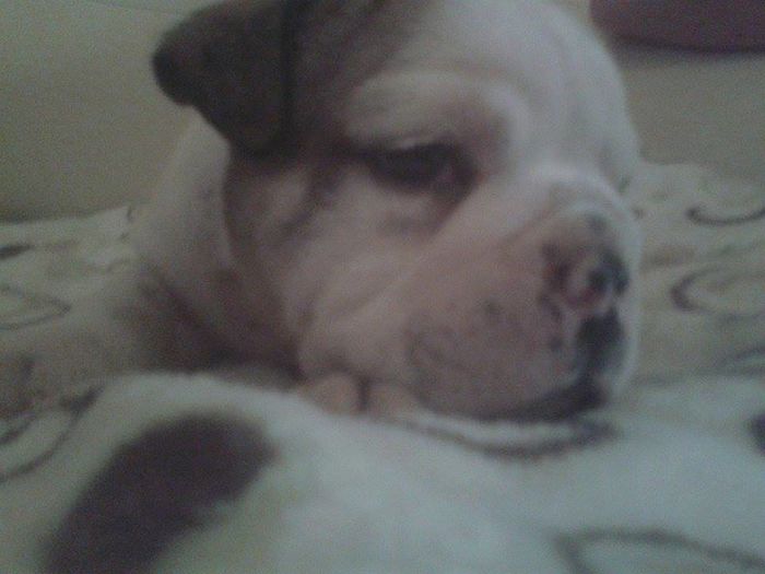 11657308_898378170228242_181178615_n