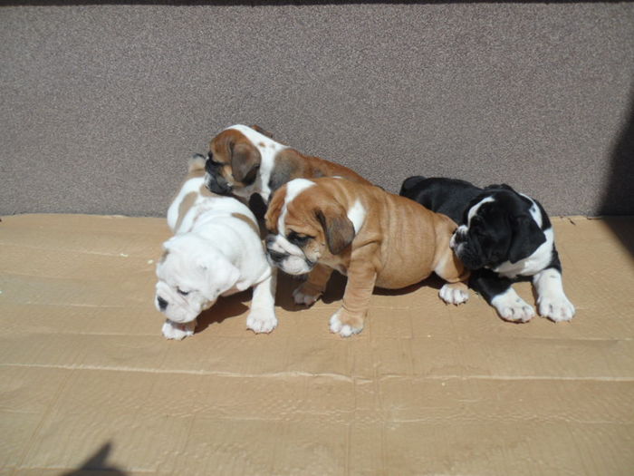 SAM_4974 - Bulldog englez