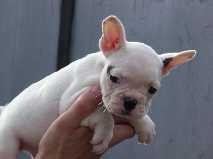 SN850716 - Bulldog francez