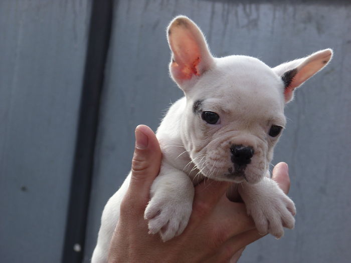 SN850718 - Bulldog francez