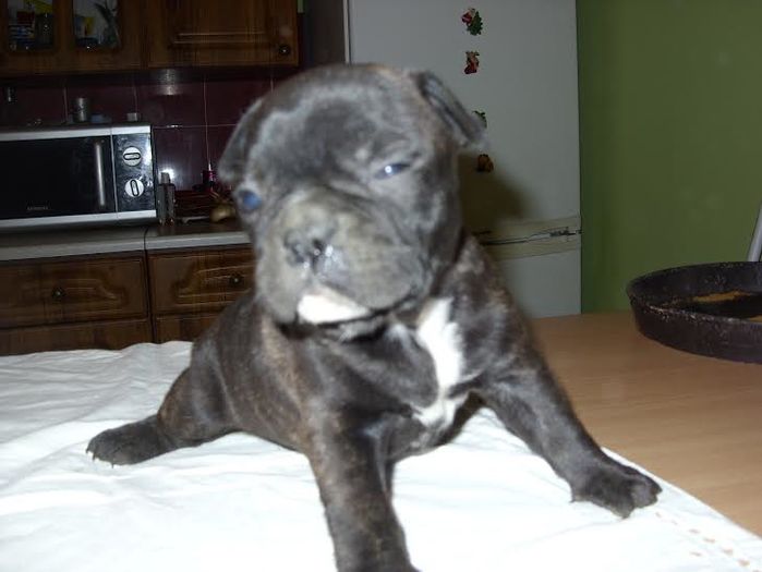 unnamed (2) - Bulldog francez