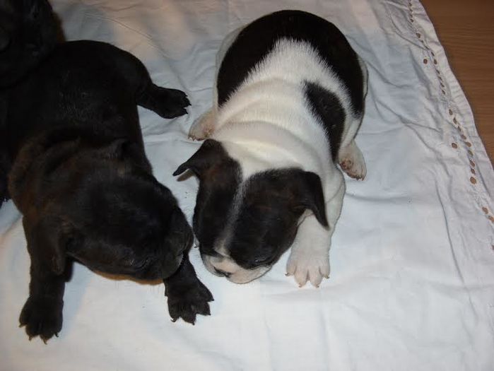 unnamed (3) - Bulldog francez
