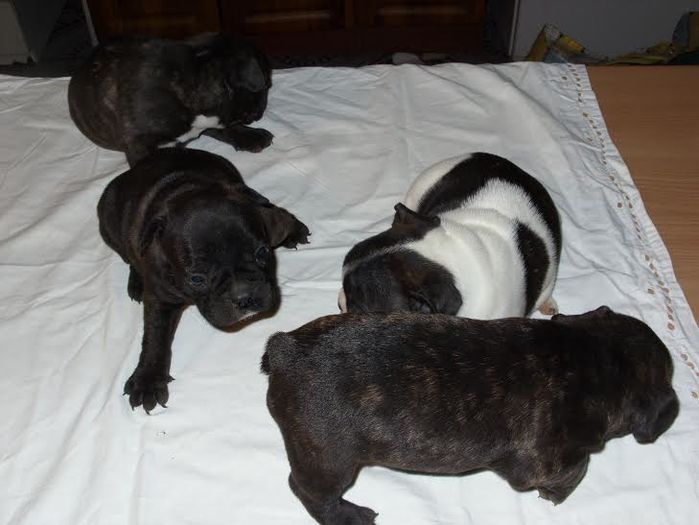 unnamed (1) - Bulldog francez