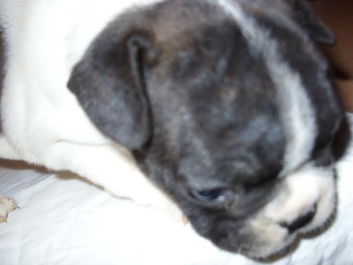unnamed - Bulldog francez