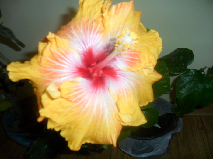 003 - 000-hibiscusi deosebiti