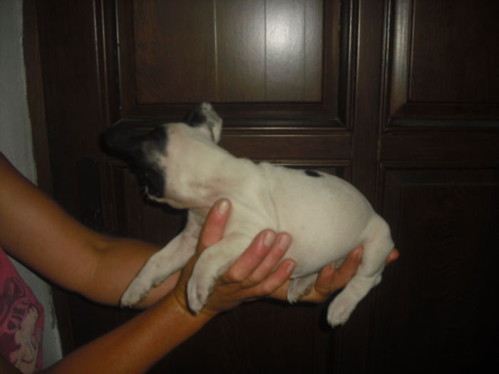 CIMG7718 - Bulldog francez