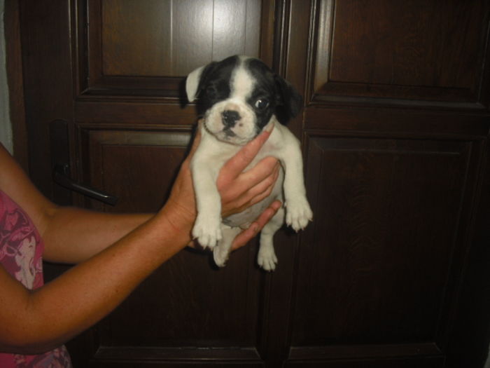 CIMG7720 - Bulldog francez