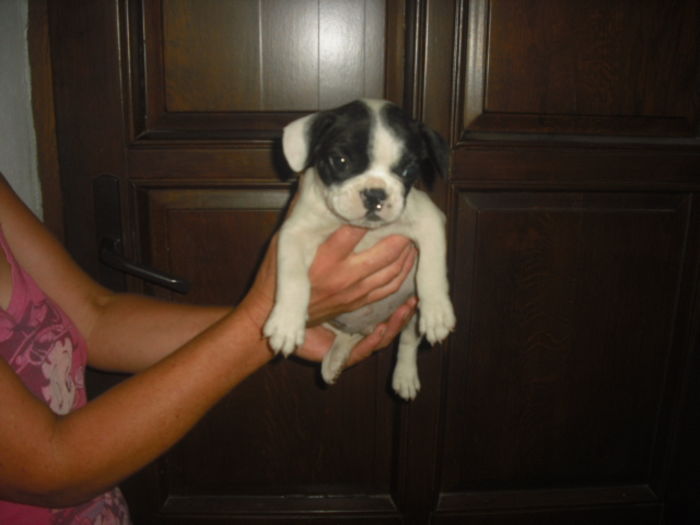 CIMG7721 - Bulldog francez