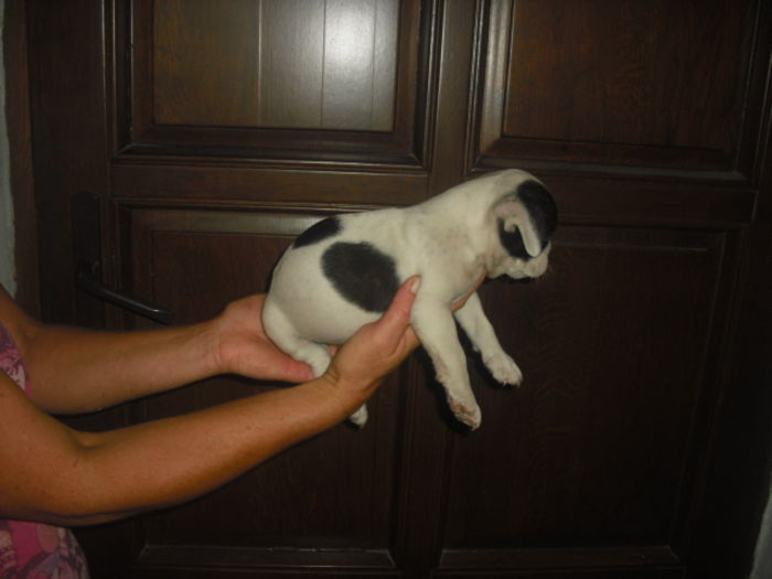 CIMG7722 - Bulldog francez