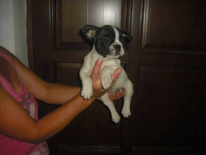 CIMG7724 - Bulldog francez