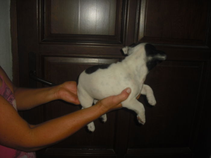 CIMG7726 - Bulldog francez