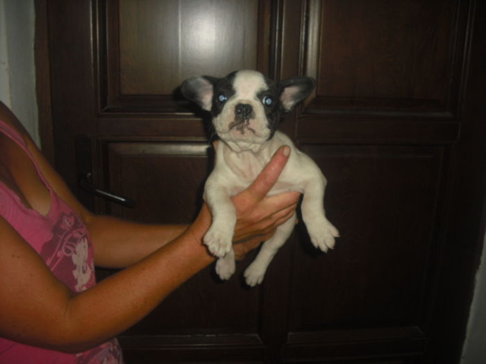 CIMG7728 - Bulldog francez