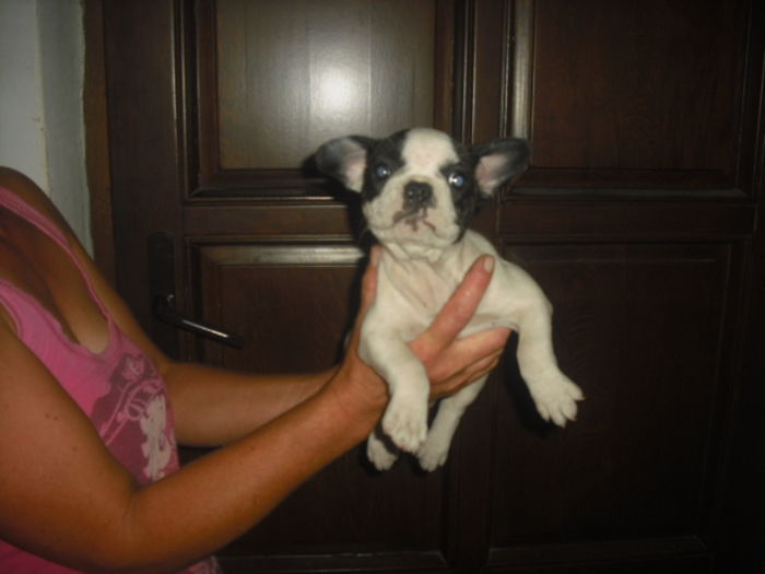 CIMG7729 - Bulldog francez