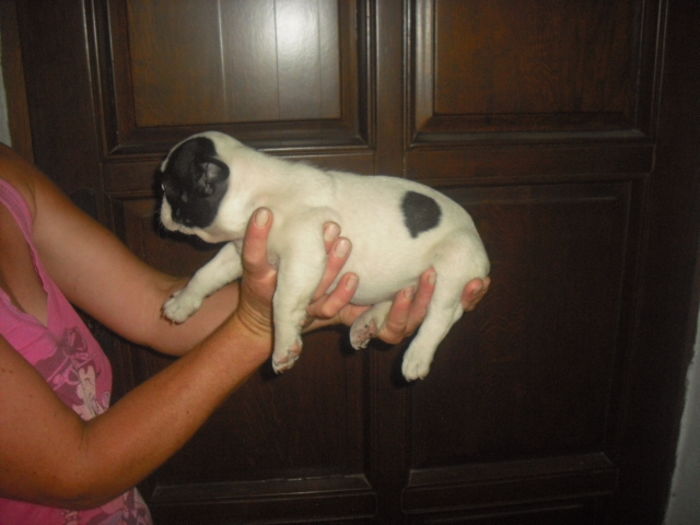 CIMG7731 - Bulldog francez