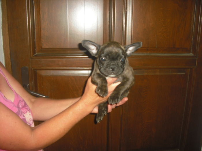 CIMG7732 - Bulldog francez