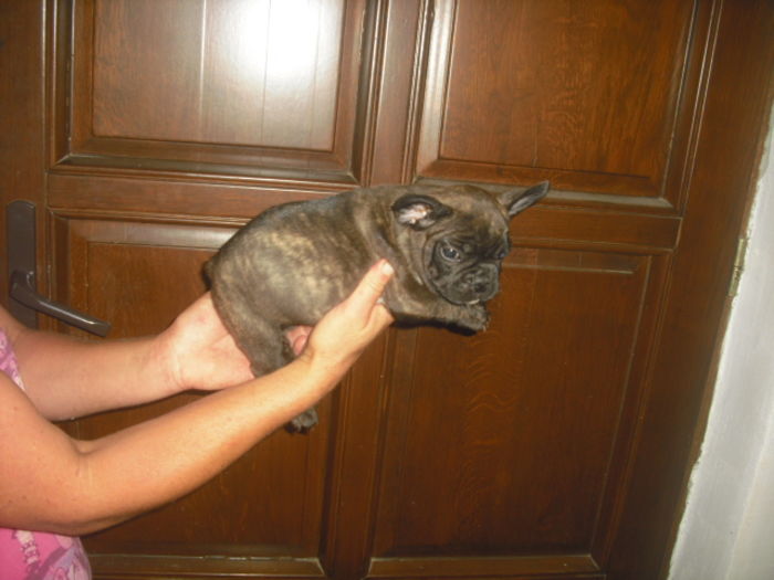 CIMG7733 - Bulldog francez