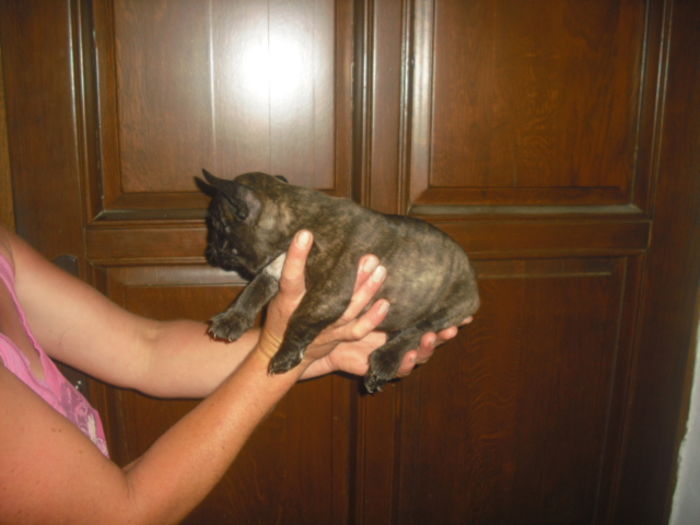 CIMG7734 - Bulldog francez