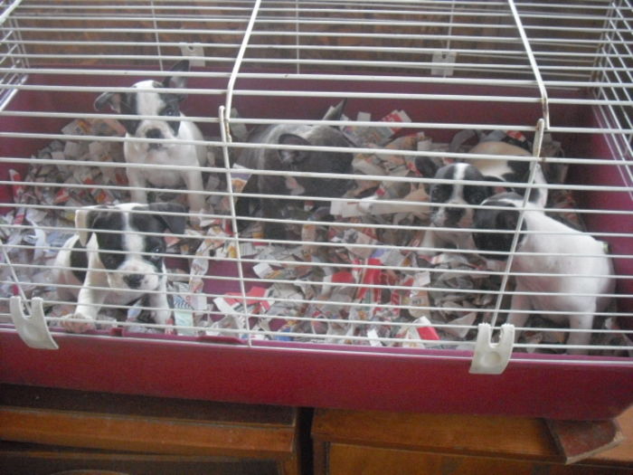 CIMG7736 - Bulldog francez