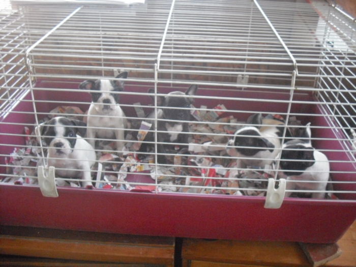 CIMG7737 - Bulldog francez