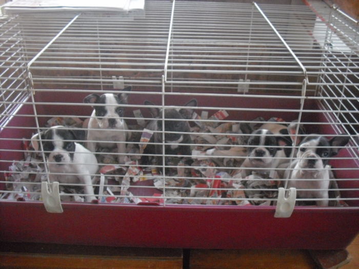 CIMG7738 - Bulldog francez