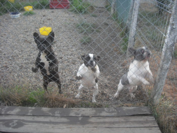 CIMG7769 - Bulldog francez