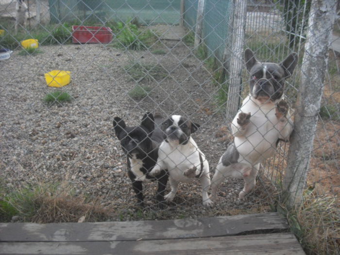 CIMG7771 - Bulldog francez