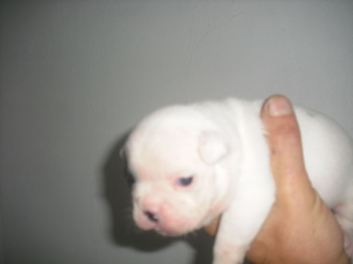 CIMG7459 - Bulldog francez